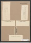 Amphora robusta Greg. (de-Toni-Nr.: Genus 36, Species 1634) Zeichnungen Sammlung Grunow Nr. 3117 (NHMW-BOT-W0370543)